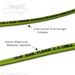 QuickTreX Custom Fiber Optic Patch Cable Characteristics  